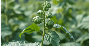 Crops For Controlling Pigs... / डुकरांना शेतांपासून पासून दूर ठेवण्यासाठी काय पेराव ?