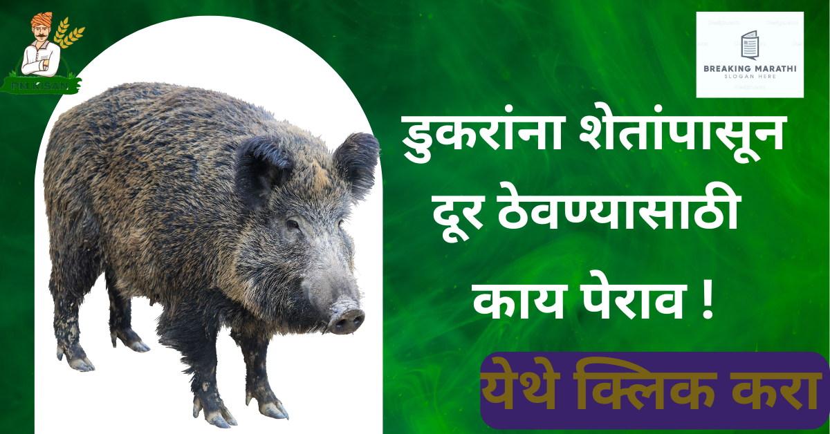 डुकरांना शेतात पासून दूर ठेवण्यासाठी काय पेराव ?